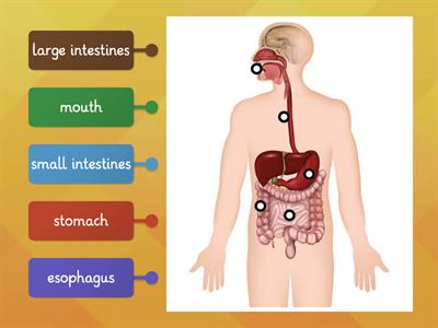 Digestive System