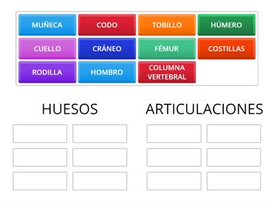 Esqueleto 2ºPrimaria