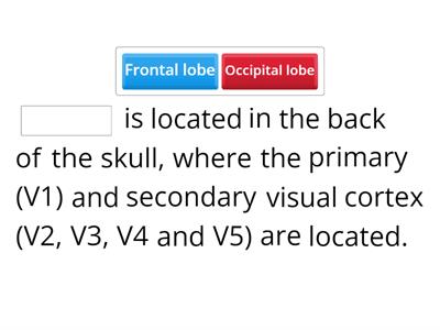 STRUCTURES THAT MAKE UP THE BRAIN LOBES