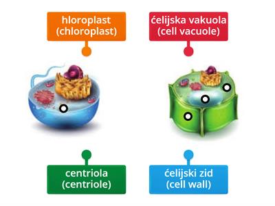 Биљна и животињска ћелија