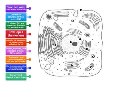 Diagram of an animal cell (level 2) [Pure Bio]