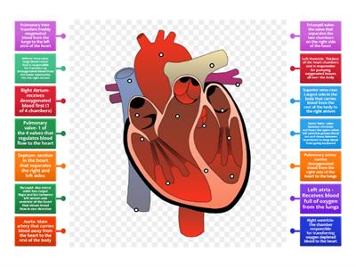 Heart Circulation Match Game 