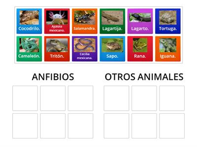 ¿CUÁLES SON LOS ANFIBIOS?