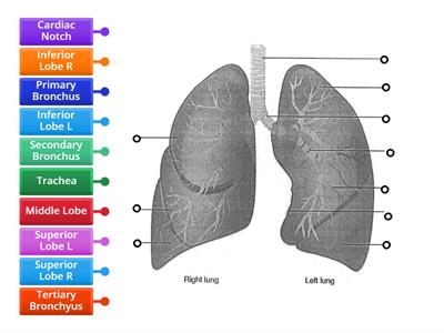 Lungs 1