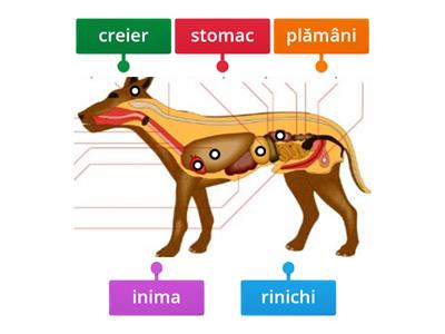  Organele interne ale câinelui