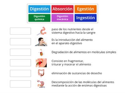 Sistema digestivo 5° básico