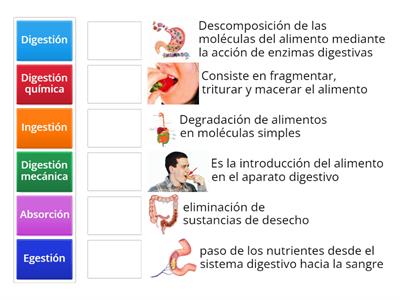 Sistema digestivo 5° básico