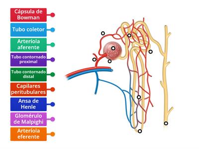 Morfologia de um nefrónio