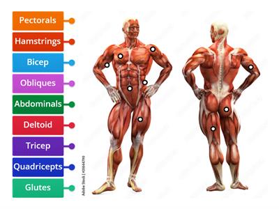 Muscles Diagram
