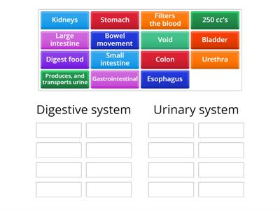 Digestive system vs. Urinary system