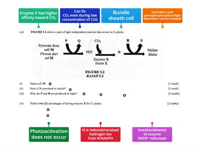 Light independent reaction 