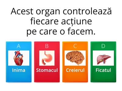  Organe interne