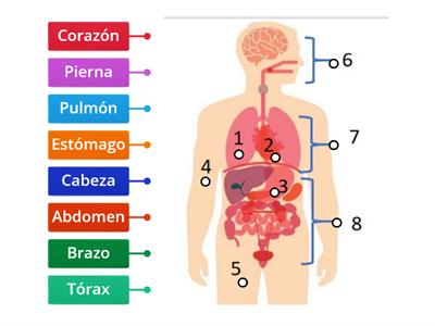 Órganos y partes del cuerpo 