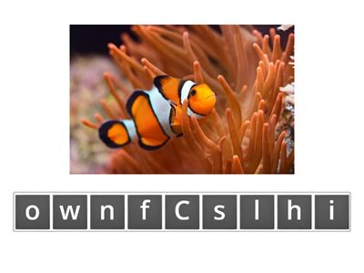 6YO Clownfish - Lifecycle