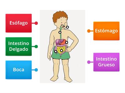 Partes del sistema digestivo