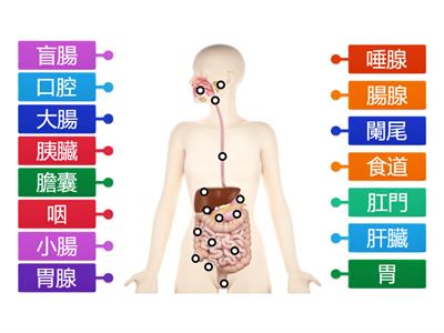 認識人體的消化系統（中文）