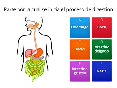 Sistema Digestivo (Biología)