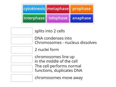 Mitosis