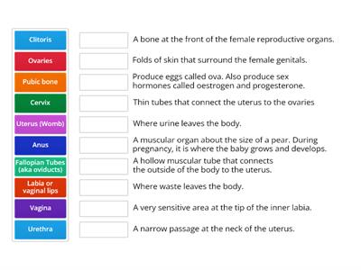 The female Reproductive System - Definitions