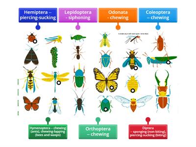 Taxonomical hierarchy : A simple way to tell insects apart - Anika Hazra TEDEd.com