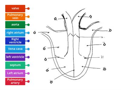 JC Heart diagram  - drag LABEL to matching circle