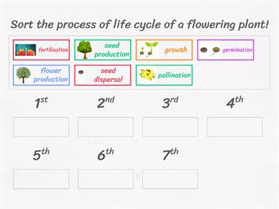 Life Cycle of Flowering Plant