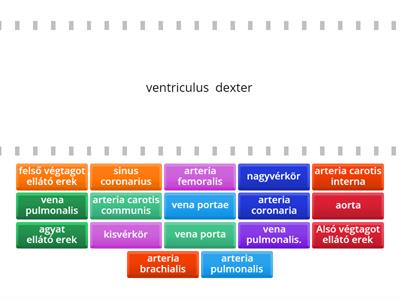 Szív és érrendszer