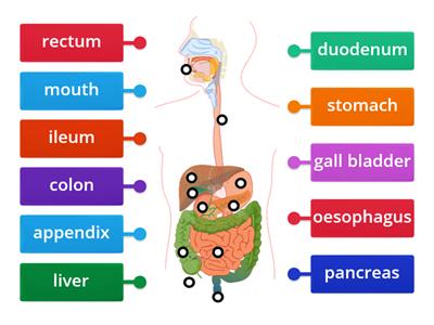 Digestive System