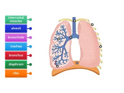 S3 L4 Structure of lungs