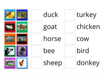 E2 - Unit 5: Farm animals