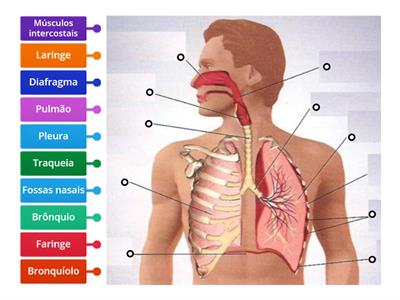 Sistema respiratório