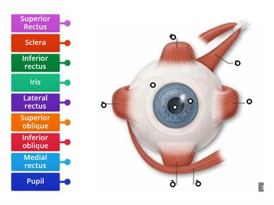 Eye Muscles