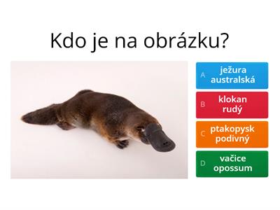 SAVCI - opakování