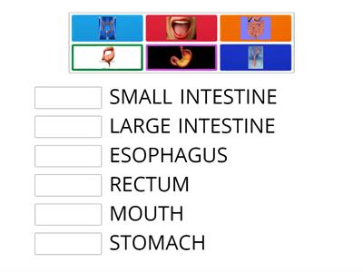 PACMAN DIGESTIVE PROCESS