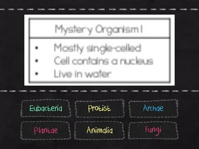 Mystery Organisms- 1