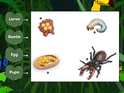 Beetle's Life Cycle