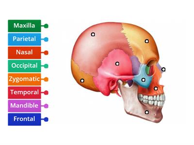 Label the bones of the skull