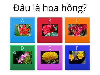 Hoàng Thị Hoa