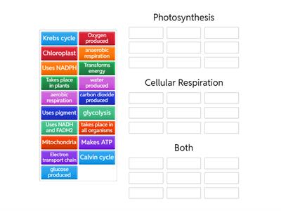 photo/cell resp compare/contrast