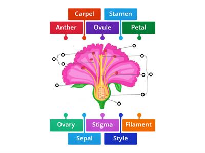 Parts of a Flower - Sexual Reproduction 