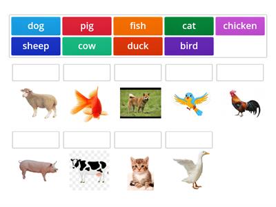 Animal for young learners
