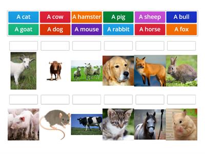 My English Workbook - Animals