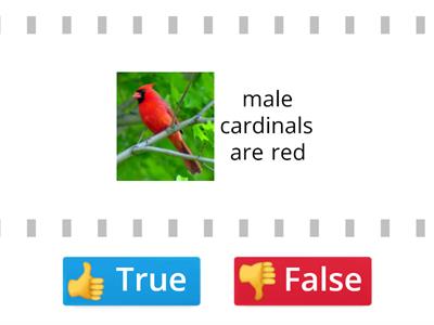 birds true or false