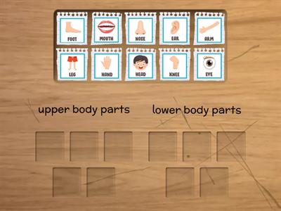 place the body parts to the right group