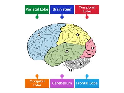 Parts of the brain functions - Teaching resources