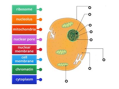 LC Biology - Animal Cell