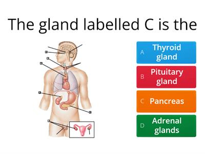 Endocrine system