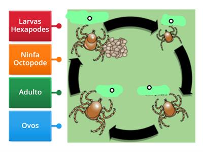 Ciclo do Carrapato