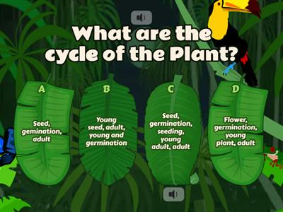 Cycle of life of a plant 
