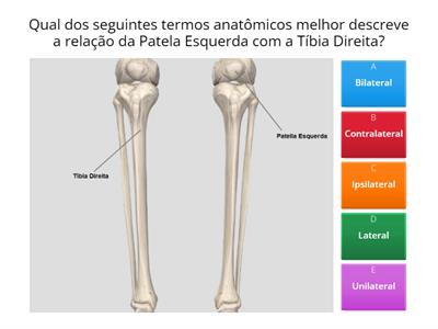 Anatomia básica